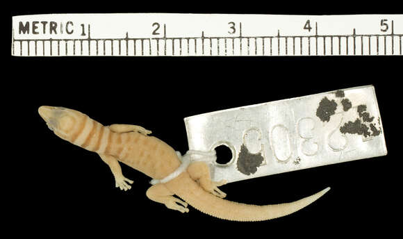 Image of Mantanzas Least Gecko