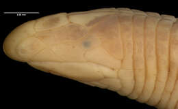 صورة Cadea palirostrata (Dickerson 1916)