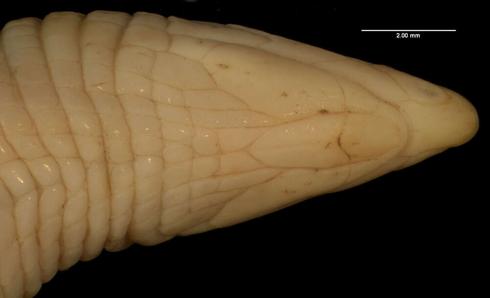 صورة Cadea palirostrata (Dickerson 1916)