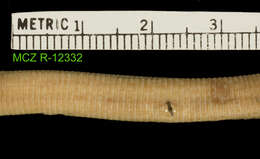 صورة Cadea palirostrata (Dickerson 1916)