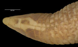 صورة Cadea palirostrata (Dickerson 1916)