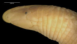 صورة Cadea palirostrata (Dickerson 1916)