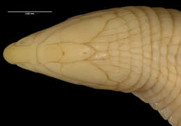 صورة Cadea palirostrata (Dickerson 1916)