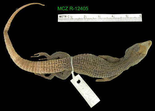 Image of Euspondylus caideni Köhler 2003