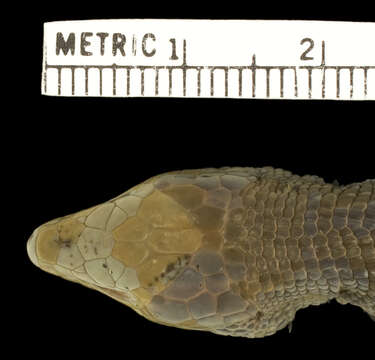 Image de Euspondylus caideni Köhler 2003