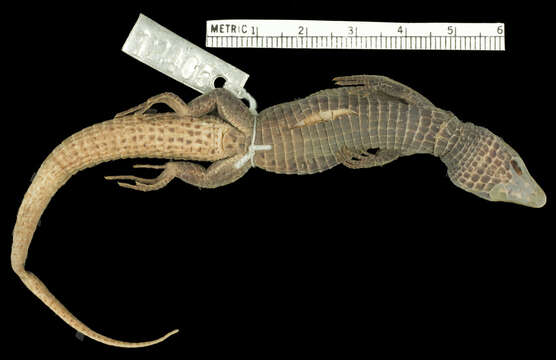 Image de Euspondylus caideni Köhler 2003