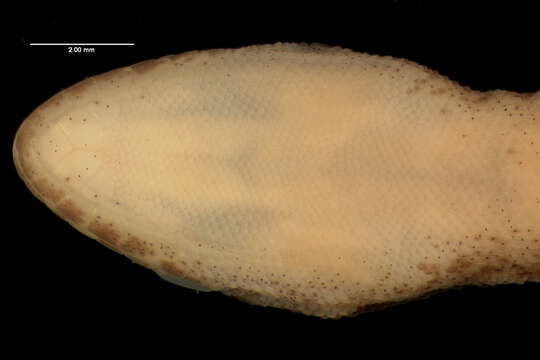 Image of Tropiocolotes tripolitanus apoklomax Papenfuss 1969