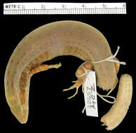 Image of <i>Celestus phoxinus</i>