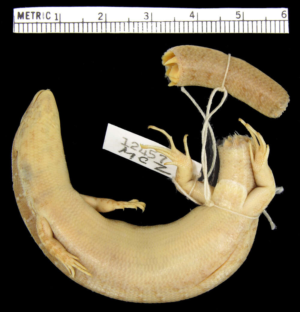 Image of <i>Celestus phoxinus</i>