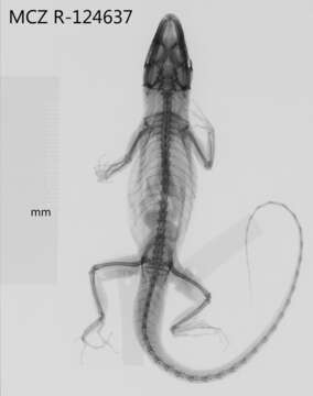 Слика од Anolis singularis Williams 1965