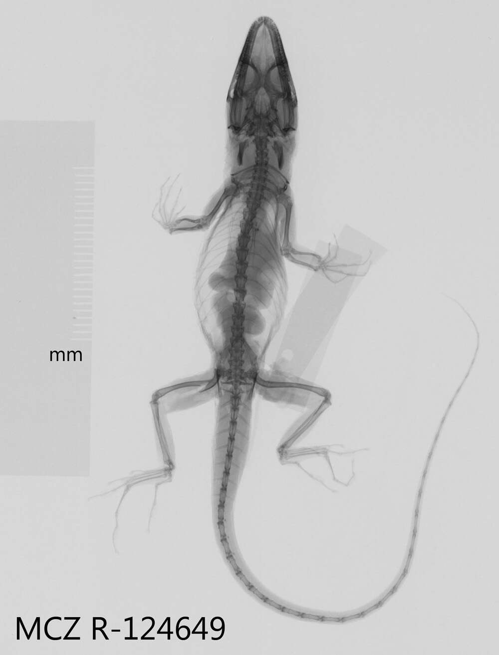 Слика од Anolis singularis Williams 1965