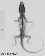 Слика од Anolis singularis Williams 1965