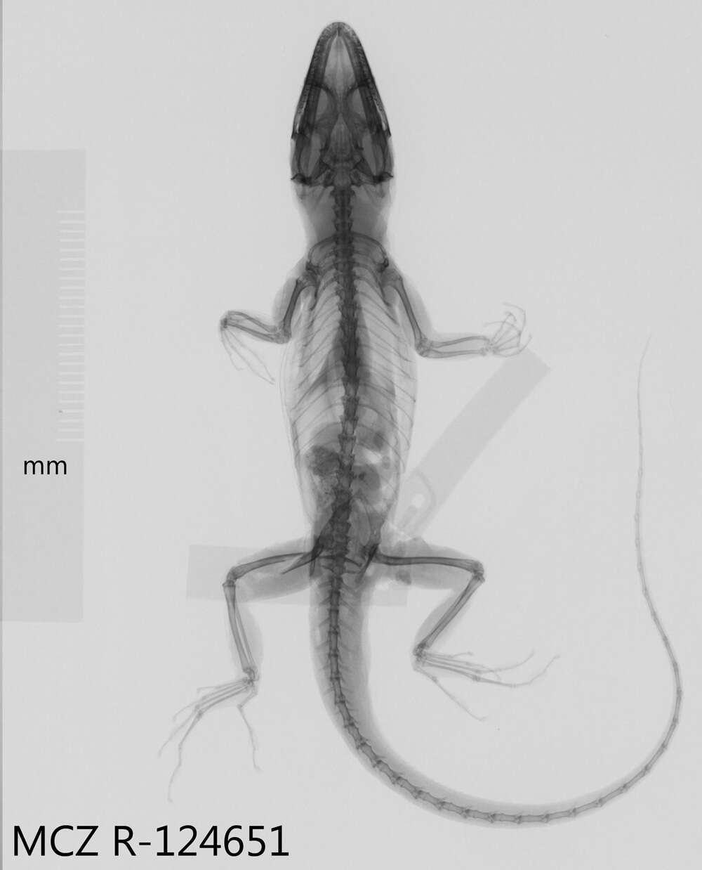 Слика од Anolis singularis Williams 1965