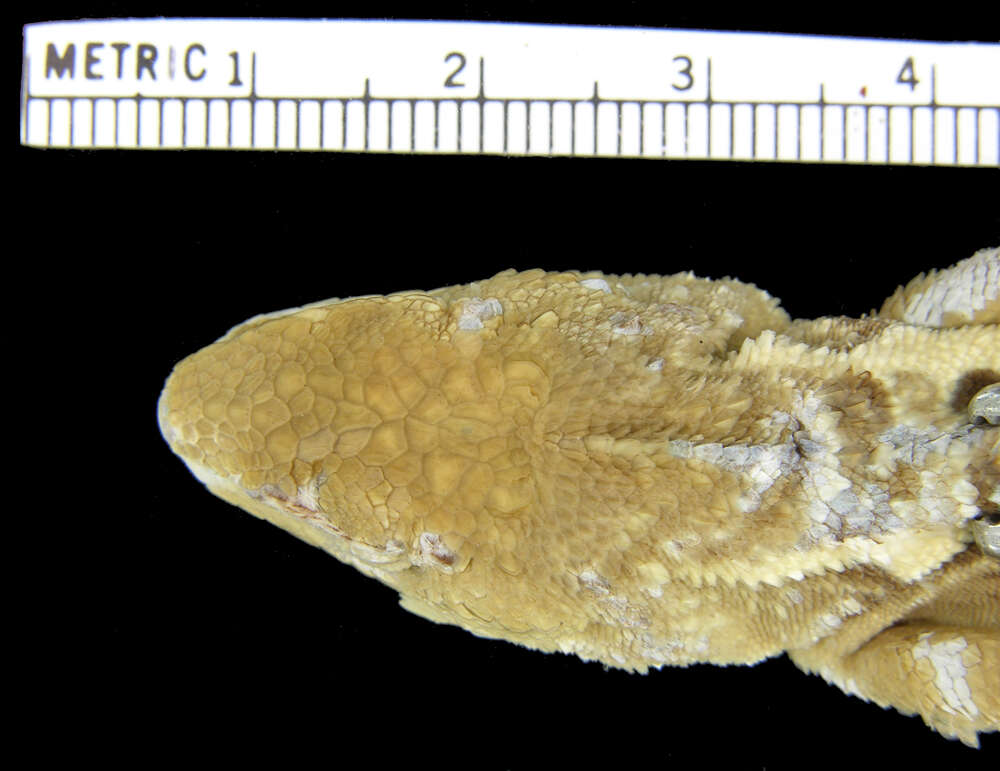 Image de <i>Japalura flaviceps</i>