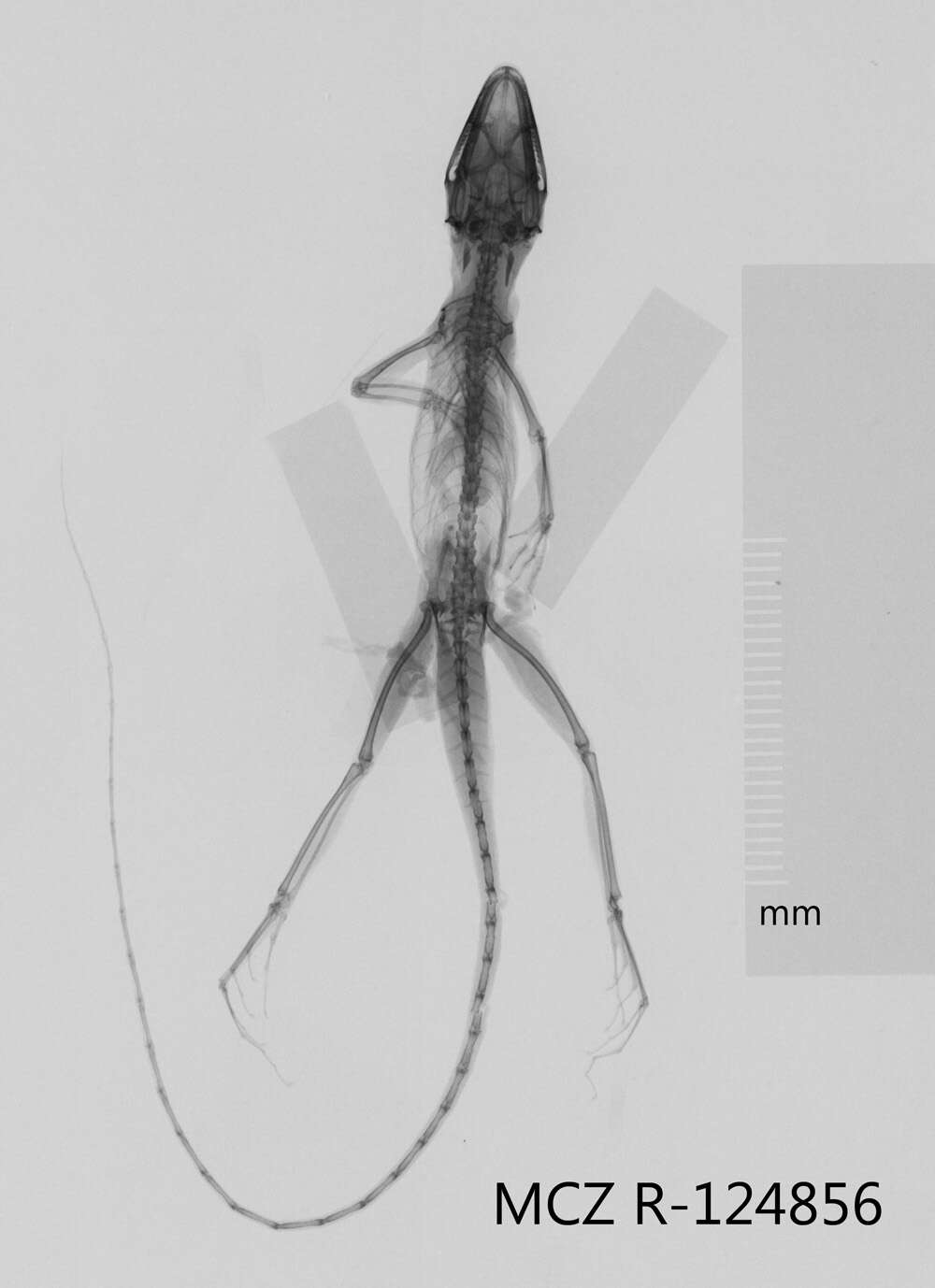 Image of Anolis monticola monticola Shreve 1936