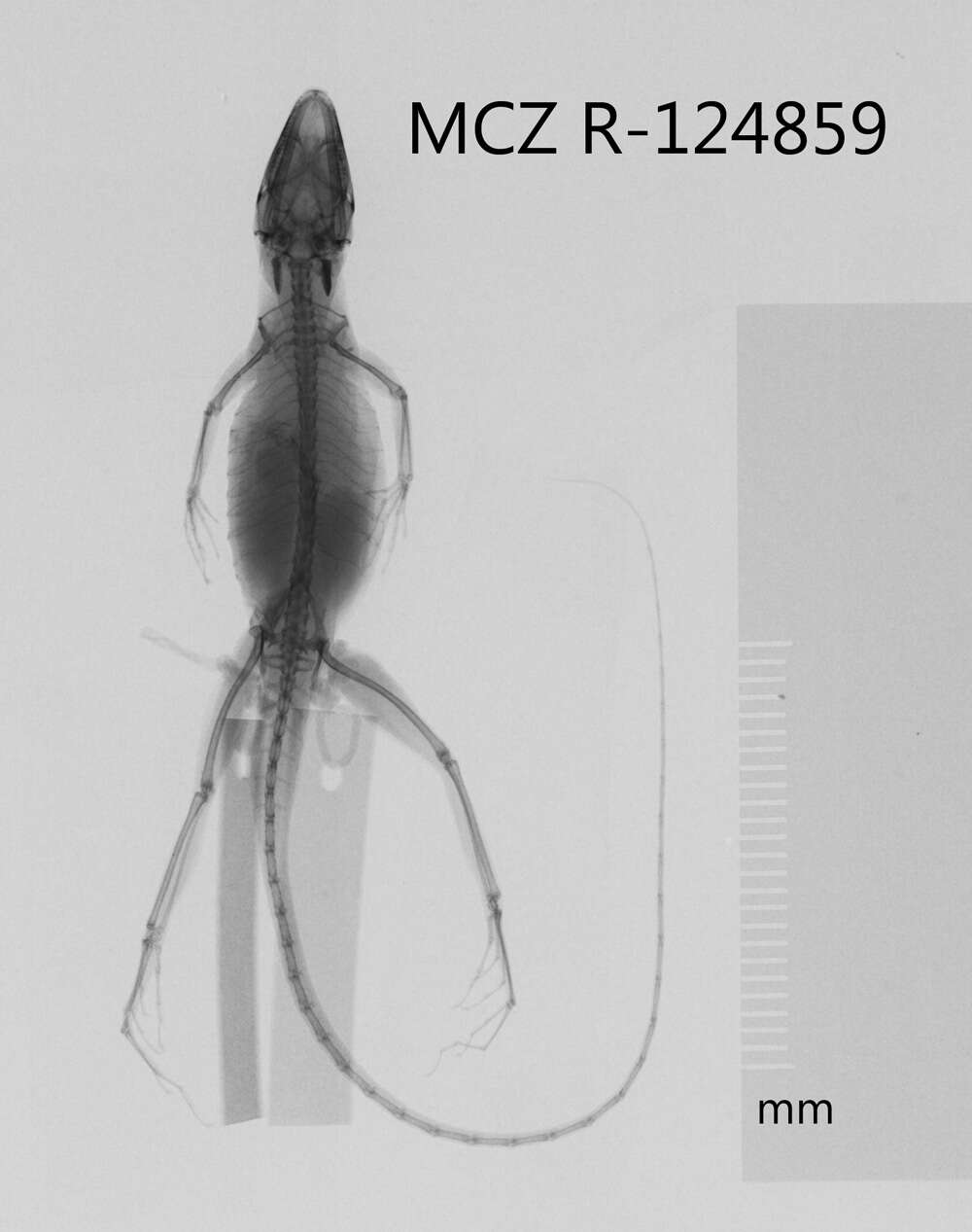 Image of Anolis monticola monticola Shreve 1936