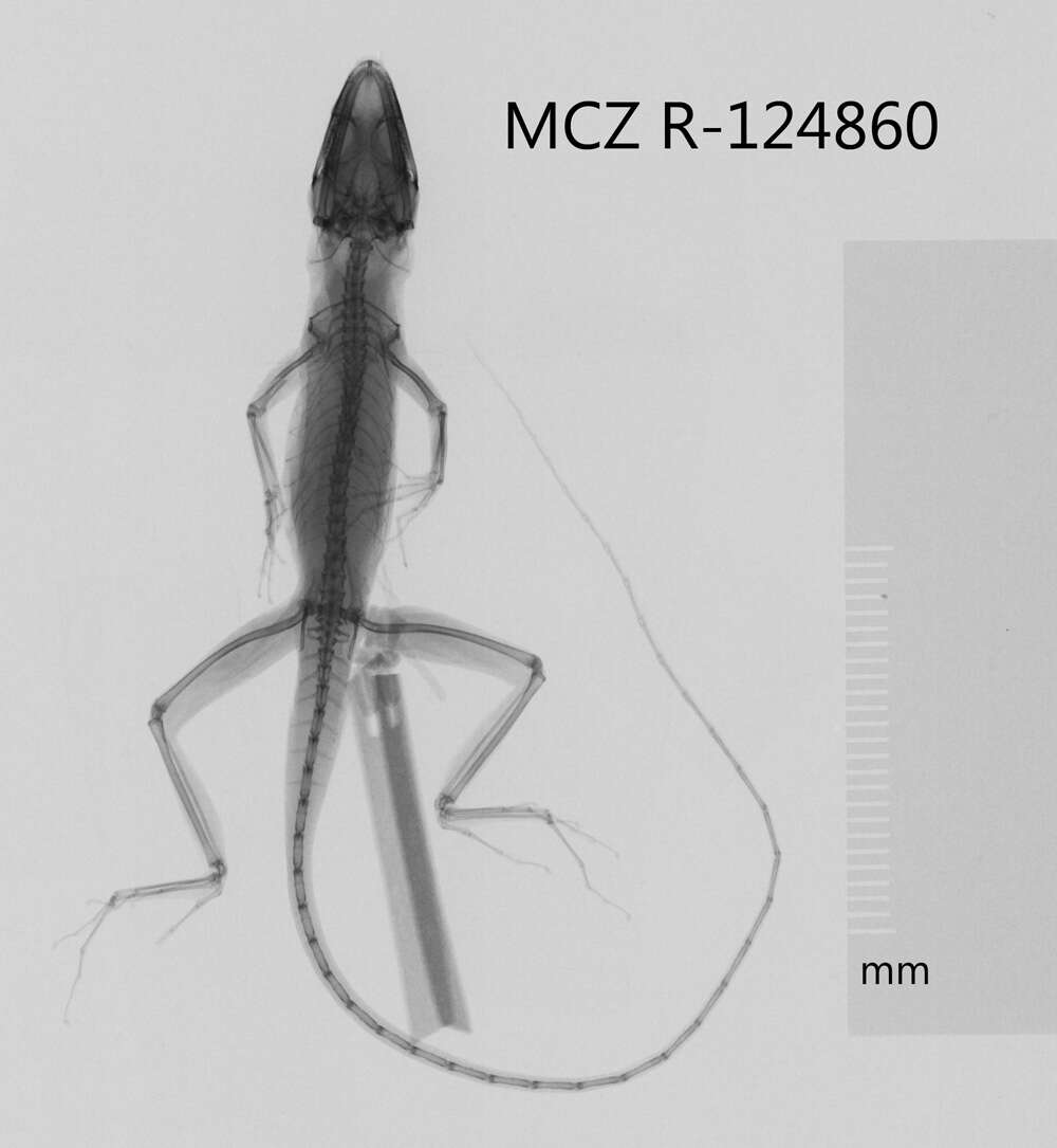 Image of Anolis monticola monticola Shreve 1936