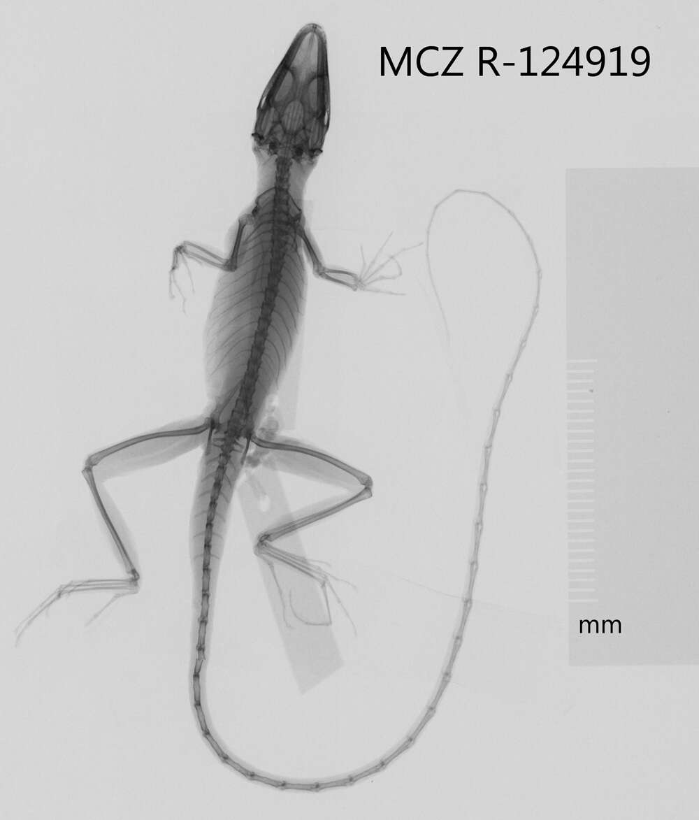 Image of Anolis monticola quadrisartus Thomas And Schwartz 1967