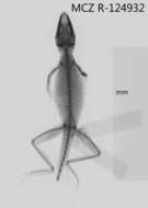 Image of Anolis monticola quadrisartus Thomas And Schwartz 1967