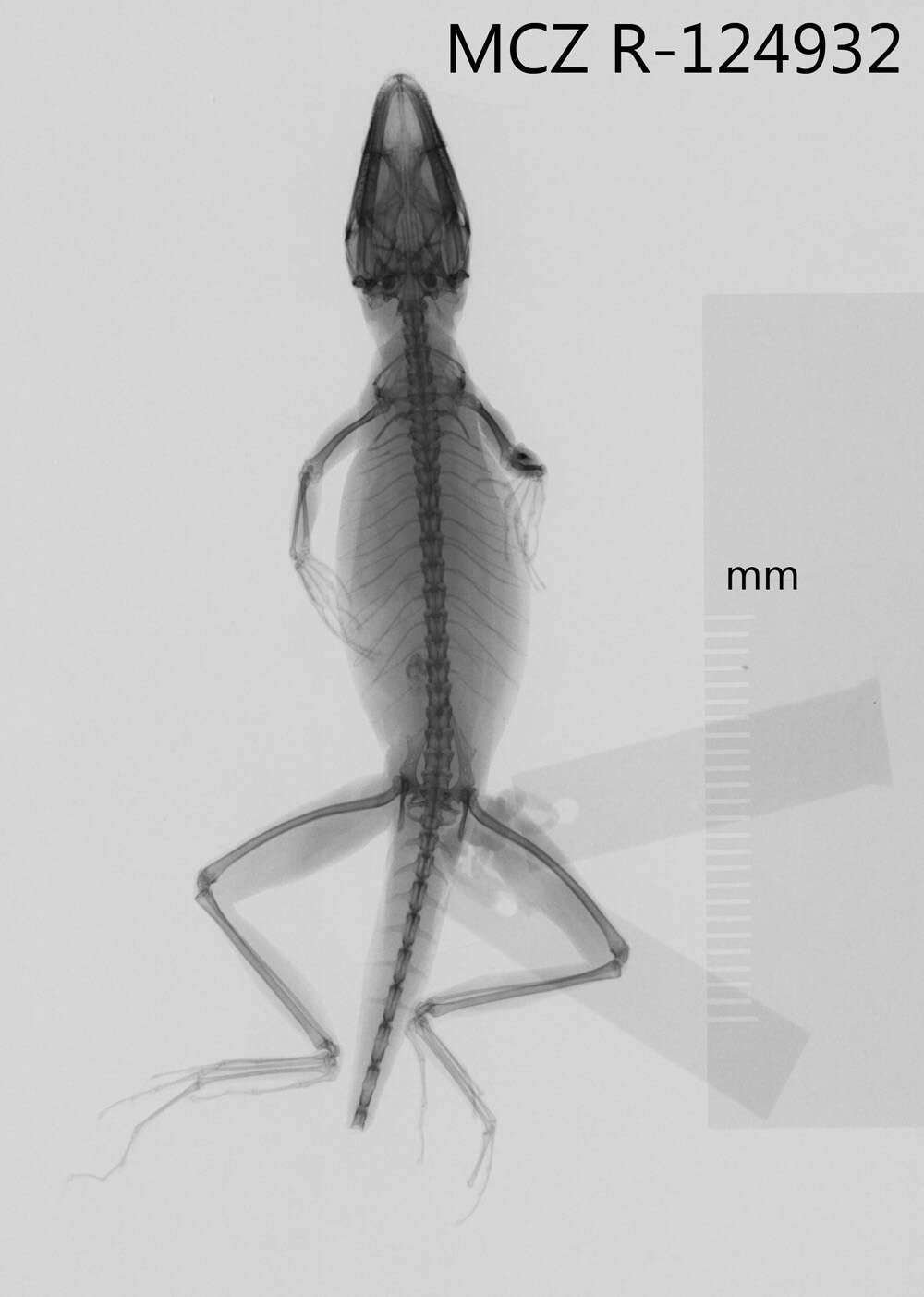 Image of Anolis monticola quadrisartus Thomas And Schwartz 1967