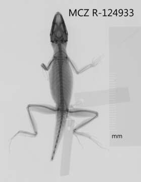 Image of Anolis monticola quadrisartus Thomas And Schwartz 1967