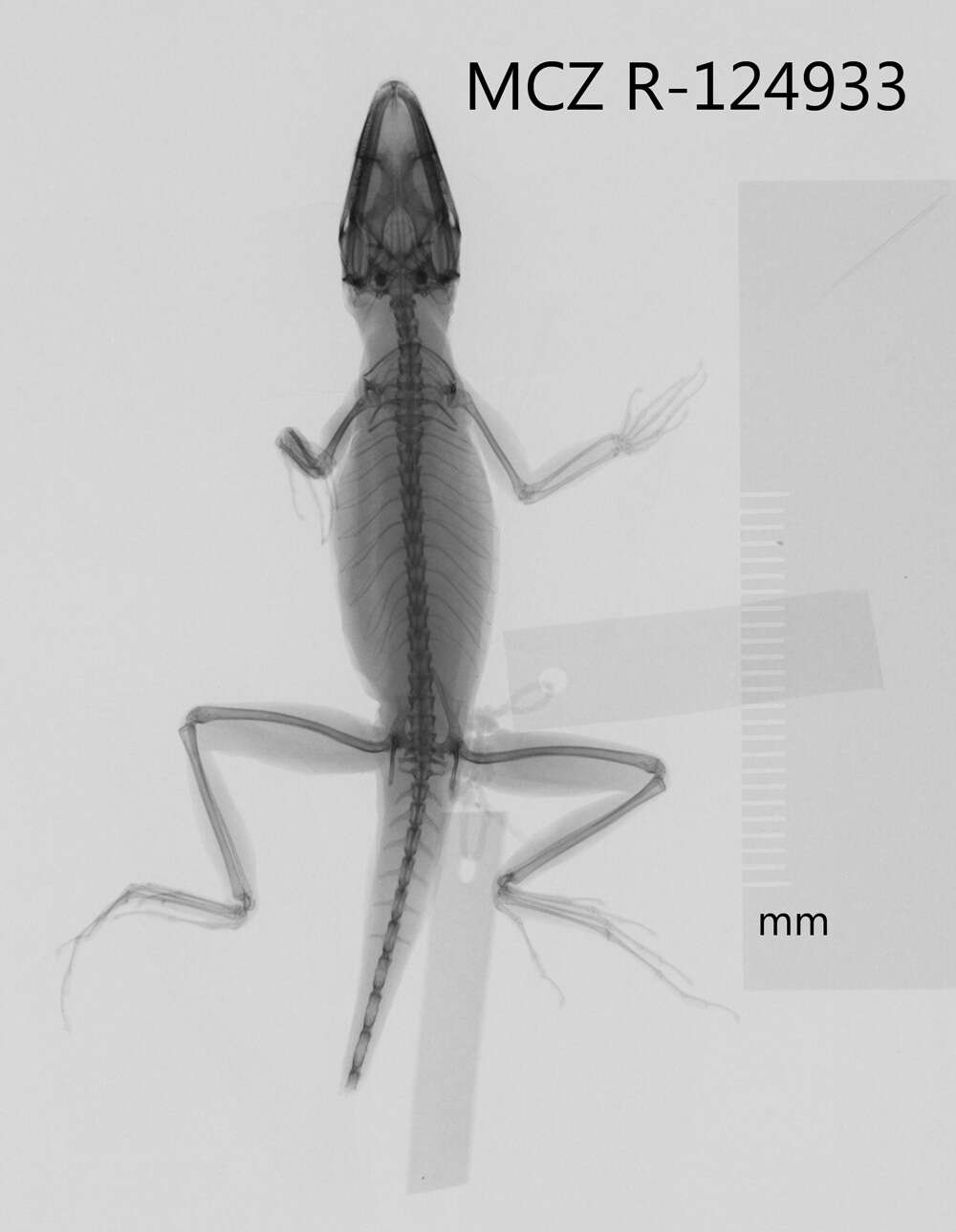 Image of Anolis monticola quadrisartus Thomas And Schwartz 1967