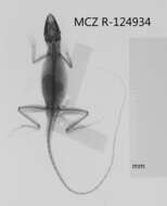 Image of Anolis monticola quadrisartus Thomas And Schwartz 1967