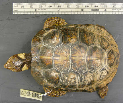 Image of Bog Turtle