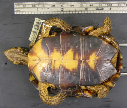 Image of Bog Turtle