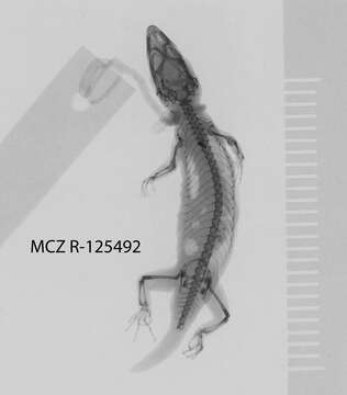 Sphaerodactylus molei Boettger 1894 resmi