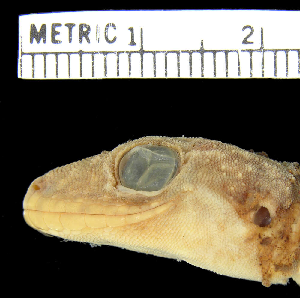 Plancia ëd Hemidactylus ituriensis Schmidt 1919