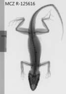 Image of Anolis baleatus litorisilva Schwartz 1974