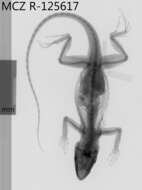 Image of Anolis baleatus litorisilva Schwartz 1974