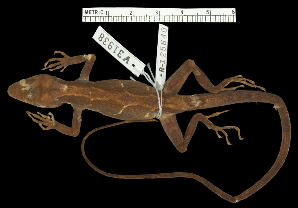 Image of Fowler's Anole