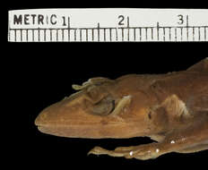 Image of Fowler's Anole