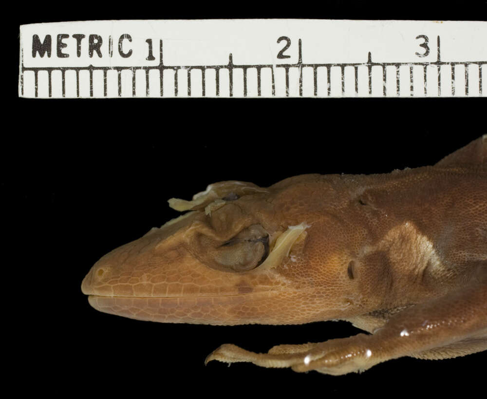 Image of Fowler's Anole