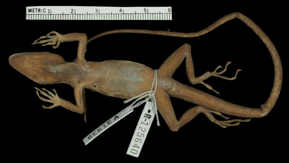 Image of Fowler's Anole