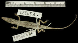 Image of Cabral Anole