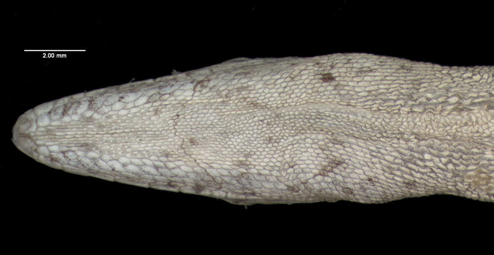 Image of Cabral Anole