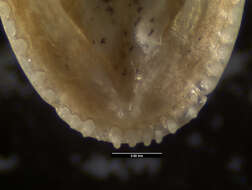 Image of Anolis dolichocephalus sarmenticola Schwartz 1978