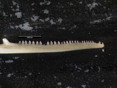 Image of Anolis dolichocephalus sarmenticola Schwartz 1978