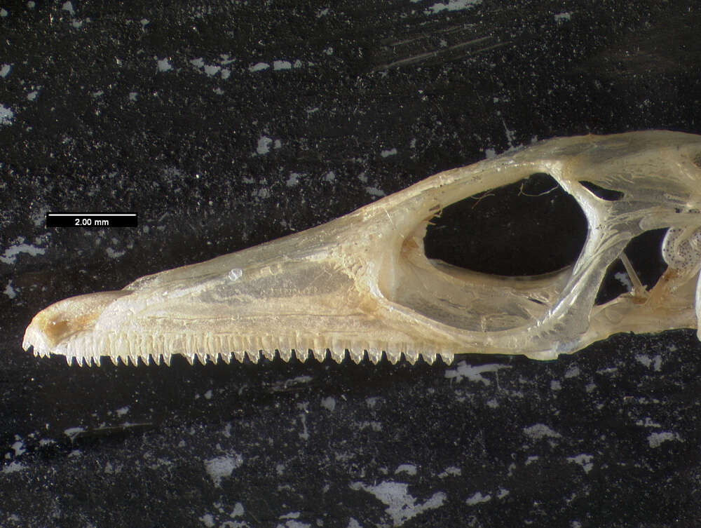Image of Anolis dolichocephalus sarmenticola Schwartz 1978