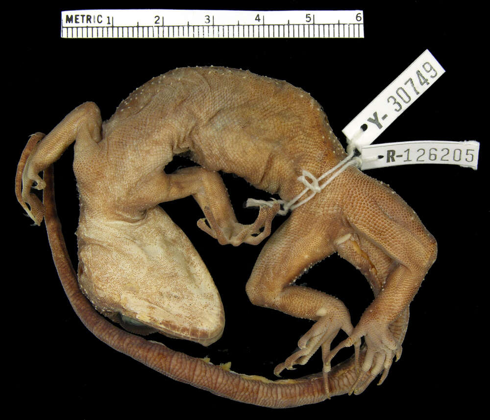 Image of Derongo Bow-fingered Gecko