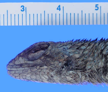 Image of Asperous Spiny Lizard