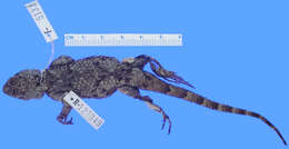 Image of Asperous Spiny Lizard