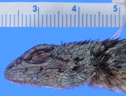 Sivun Sceloporus asper Boulenger 1897 kuva