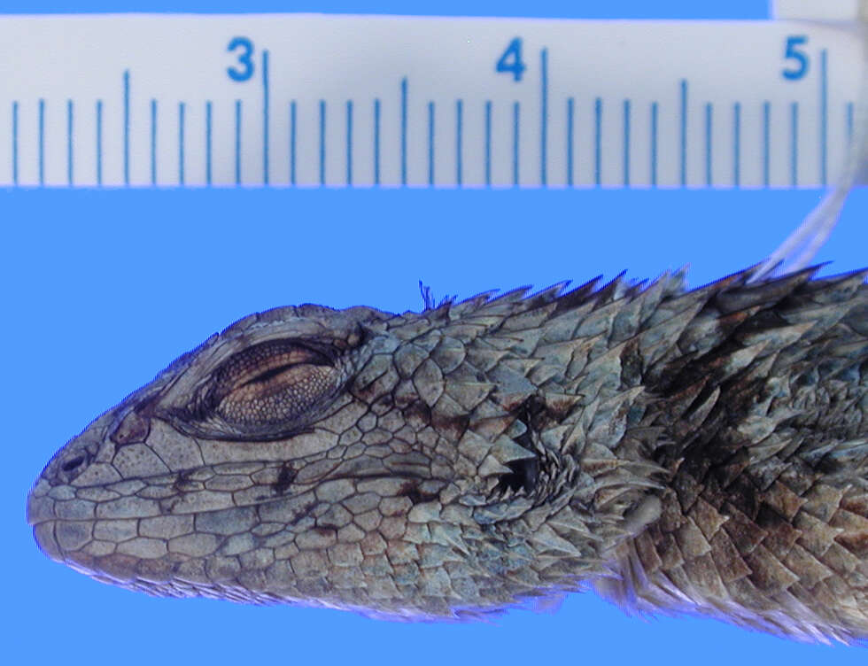 Image of Asperous Spiny Lizard
