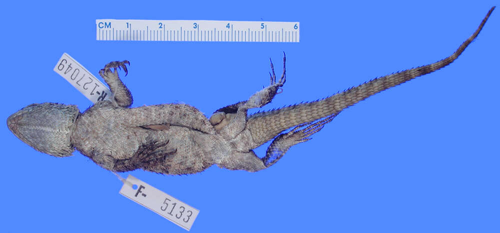 Image of Asperous Spiny Lizard