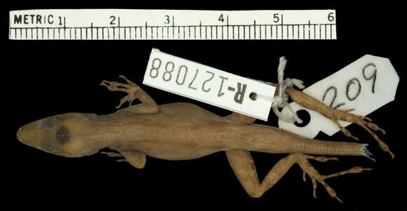 Image of Schwartz'  Anole