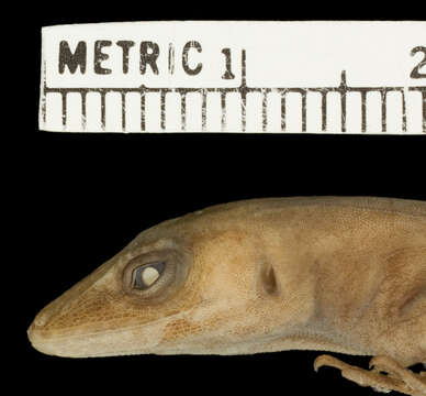 Image of Schwartz'  Anole